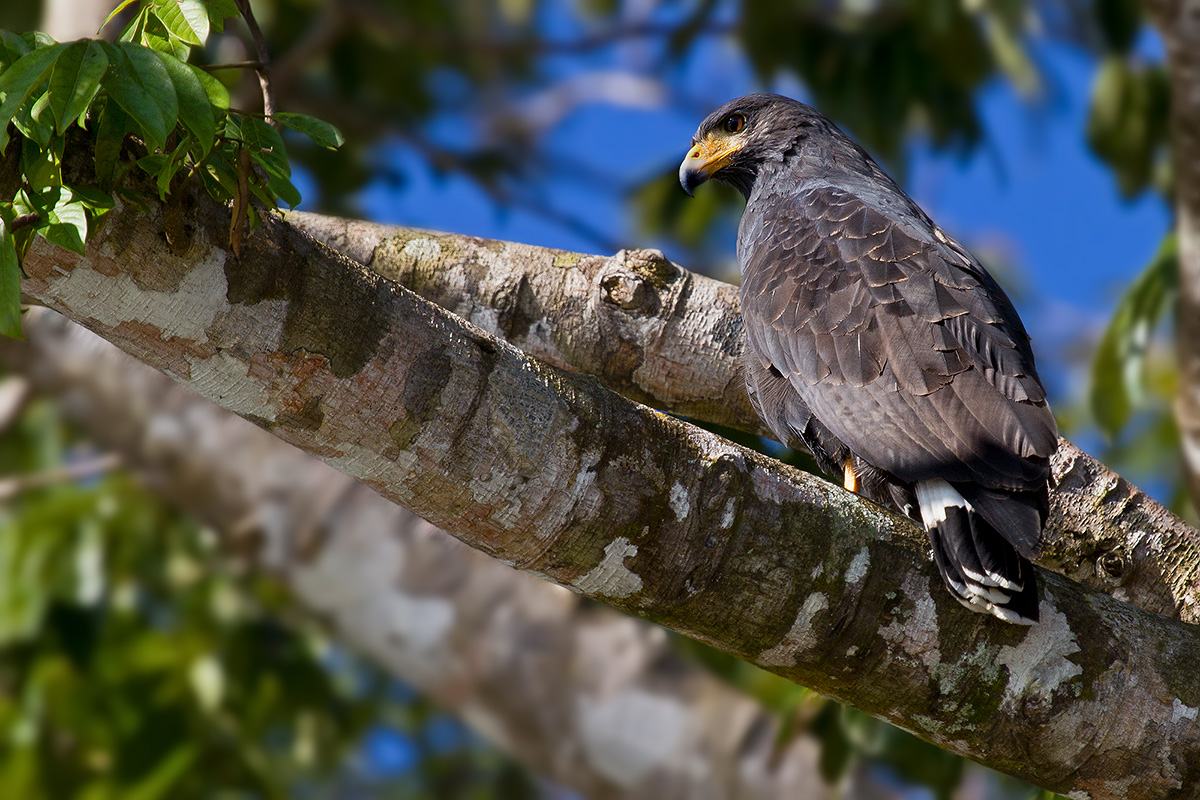Mangrove Black-Hawk