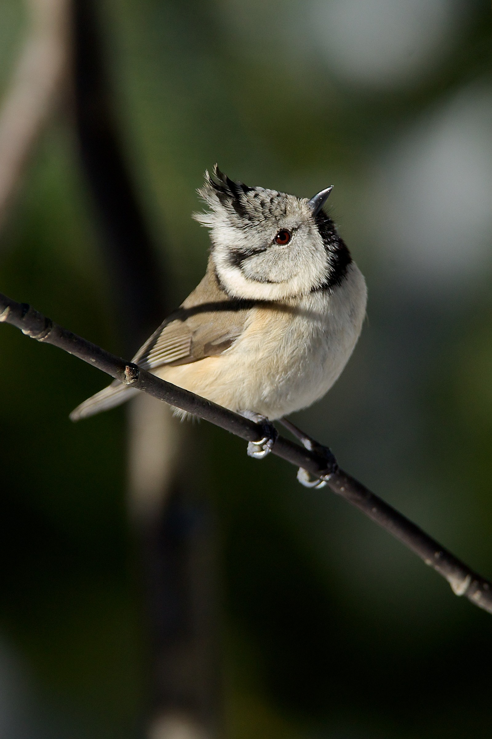 Crested Tit