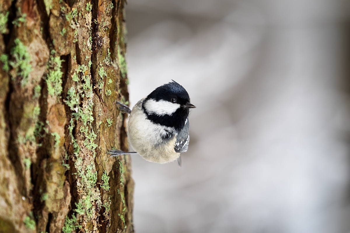 Cincia Mora al Bayerische Wald