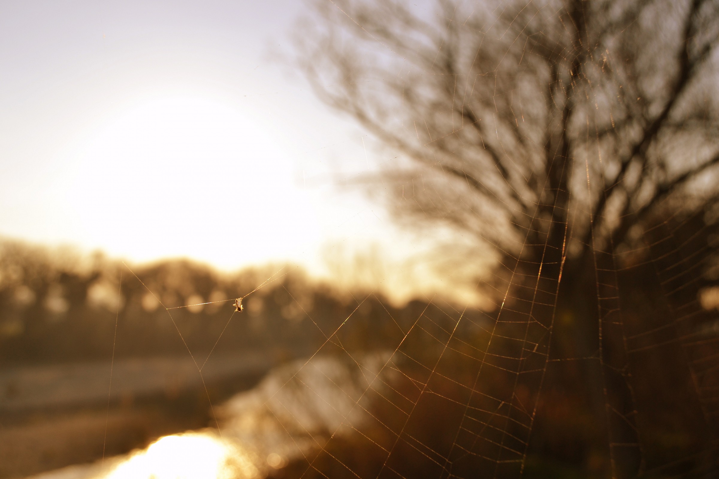 Cobweb on the river
