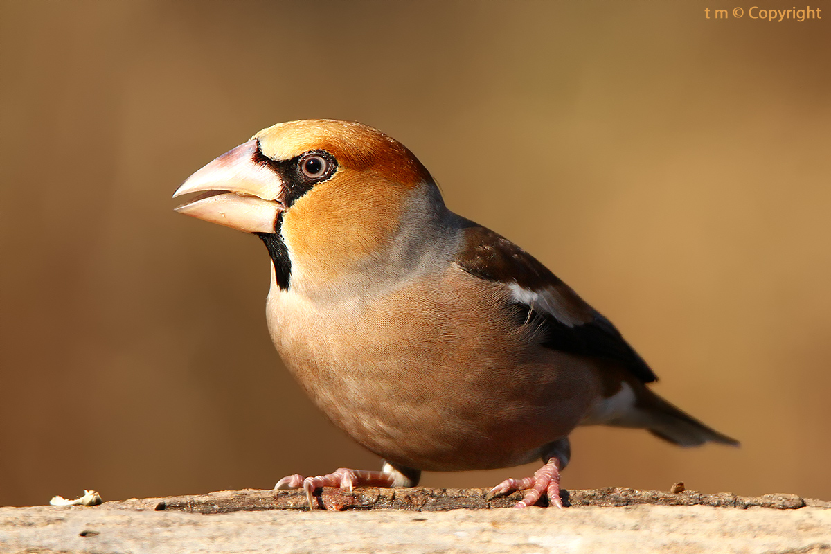 Hawfinch