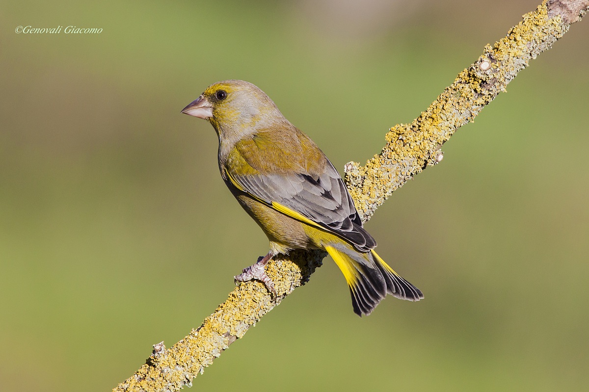 greenfinch