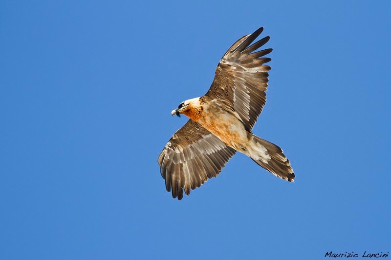 Bearded Vulture