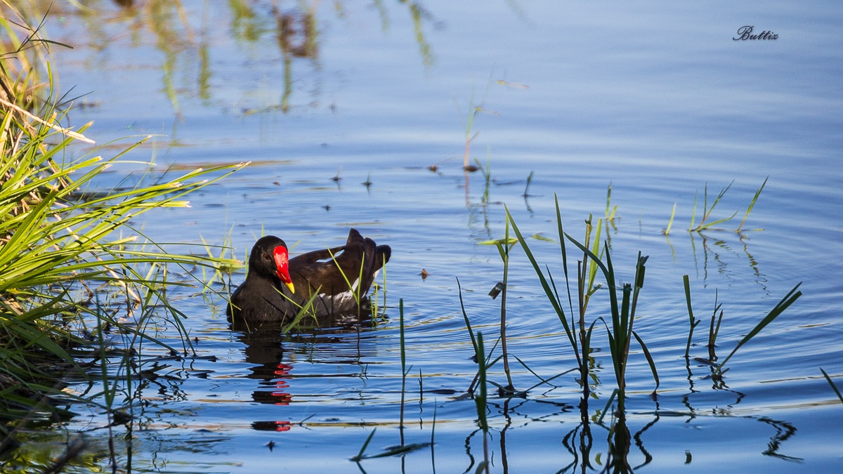 Moorhen