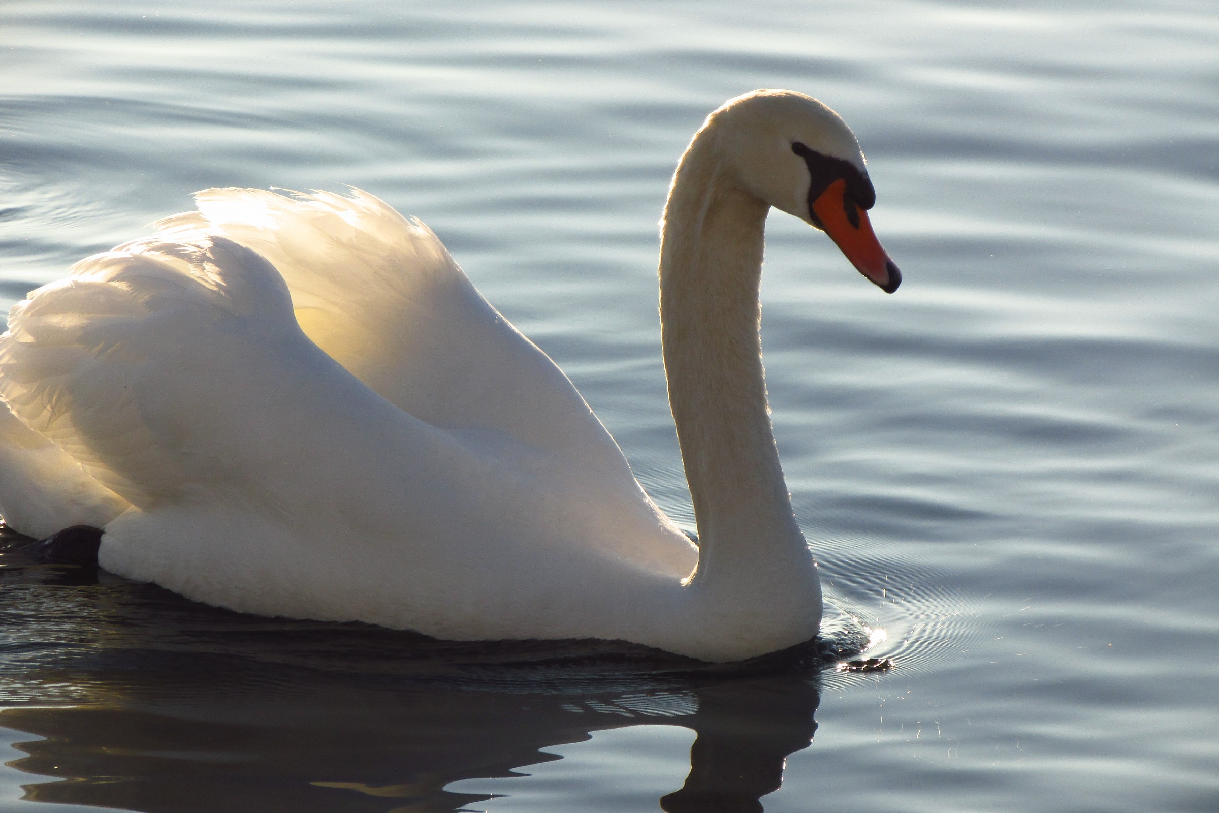 Swan's Reflections