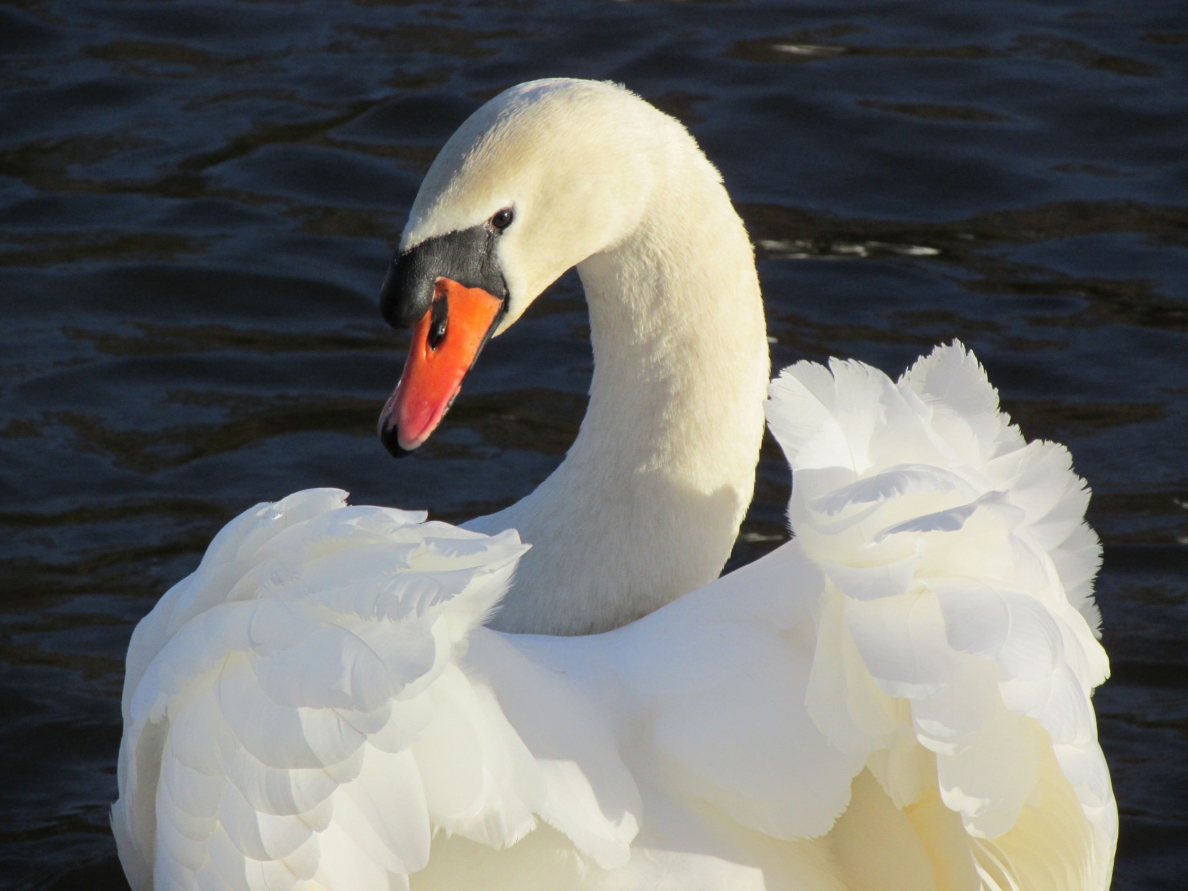 Swan on River Dee