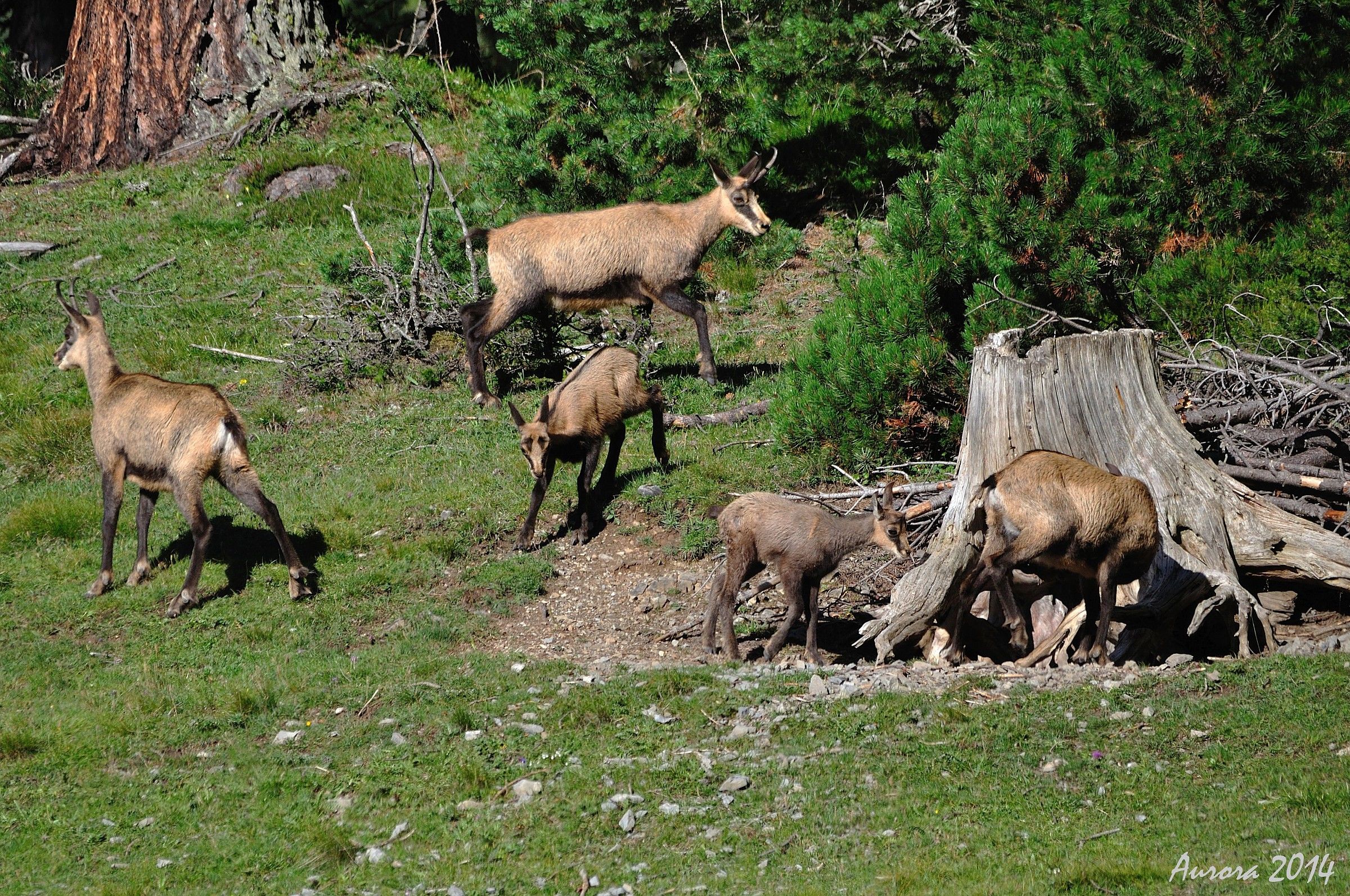 Camosci intorno al tronco