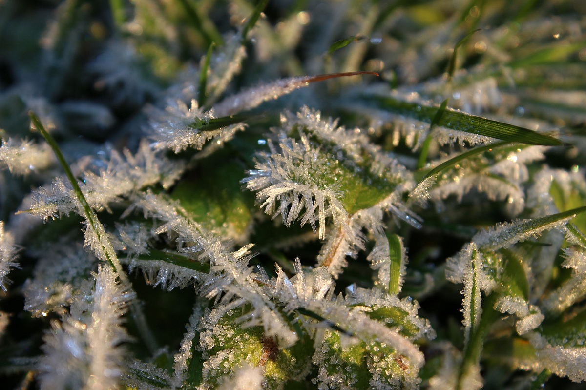 i cristalli nell'erba