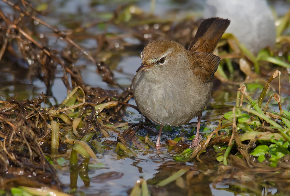 Cettia cetti cettium cettio cettiae etc.. etc..