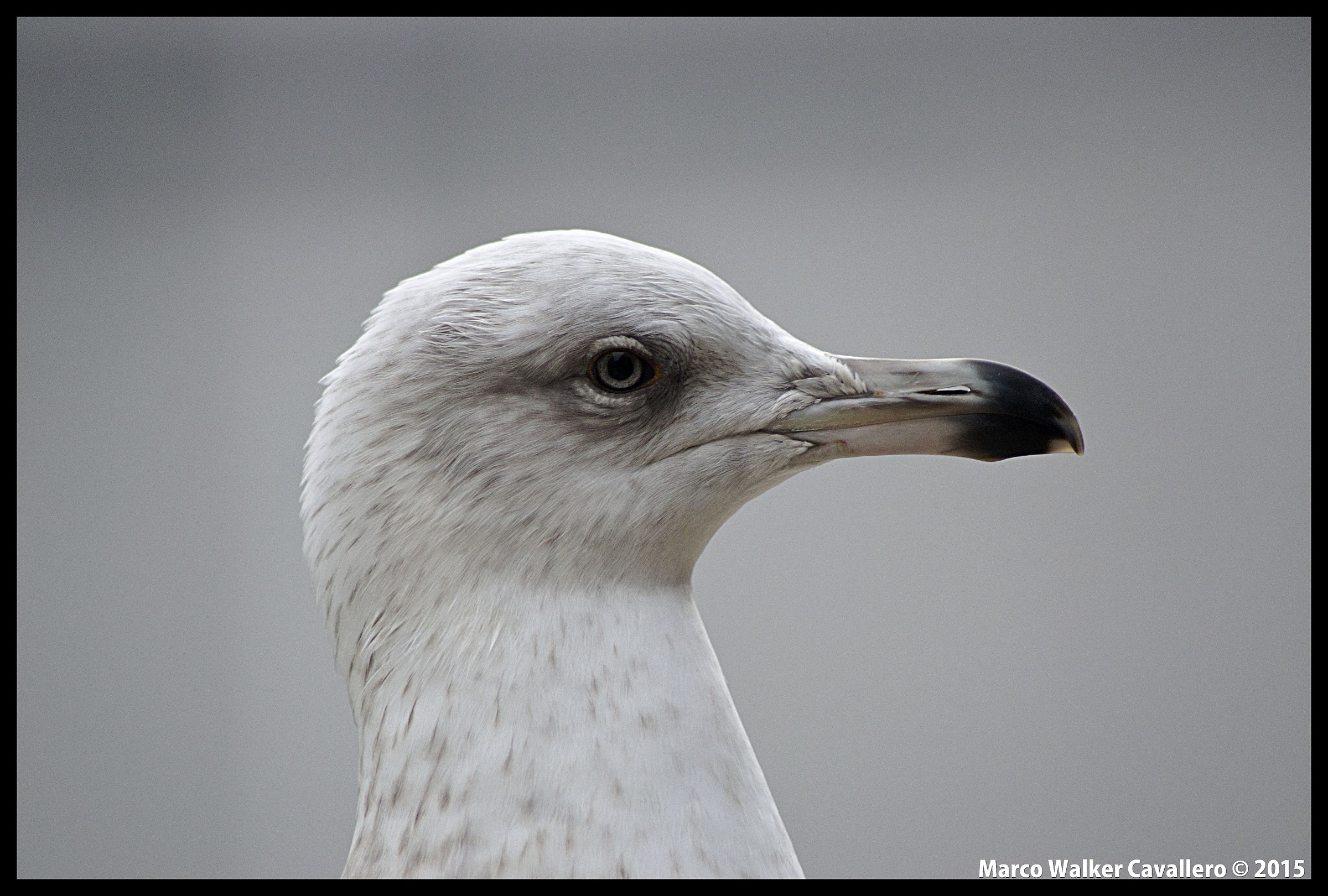 Seagull