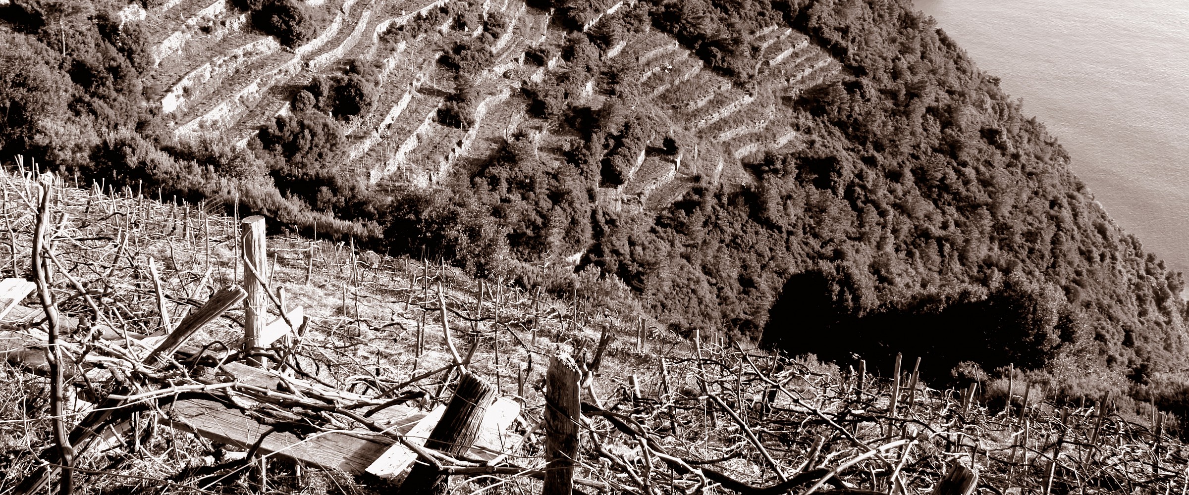 Terraces between Corniglia and Manarola