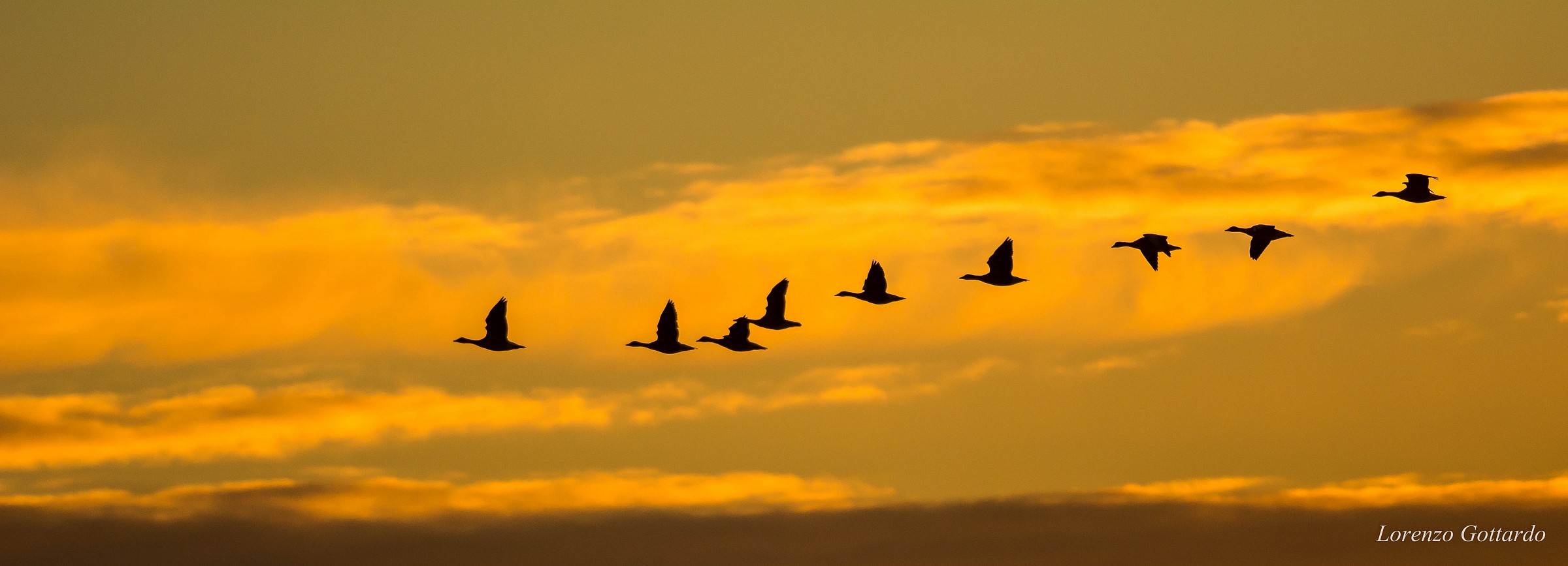 Geese at dawn