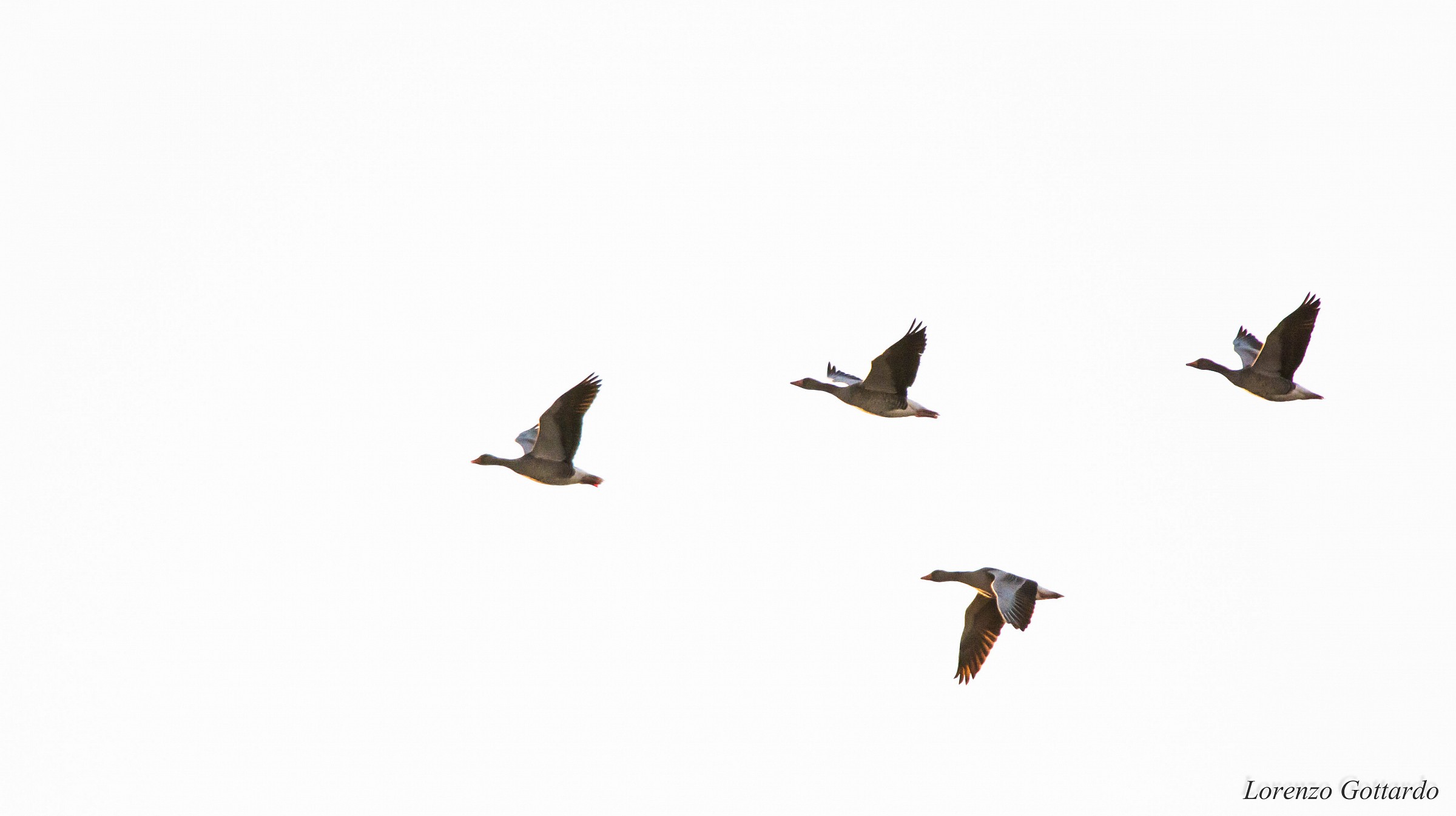 Geese in flight