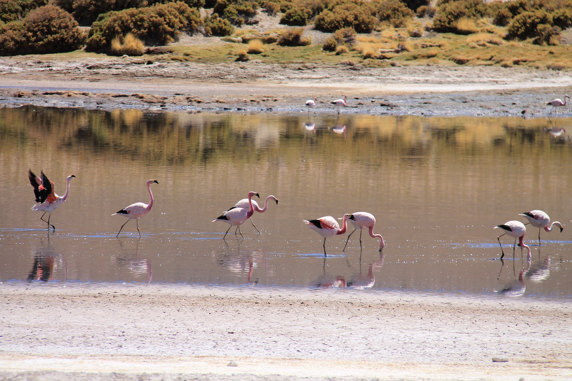 Deserto di Atacama fenicotteri rosa