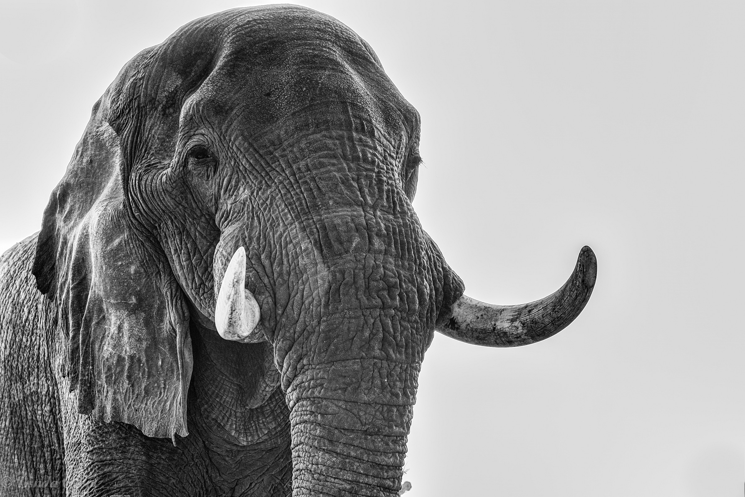 Sitting under the giant