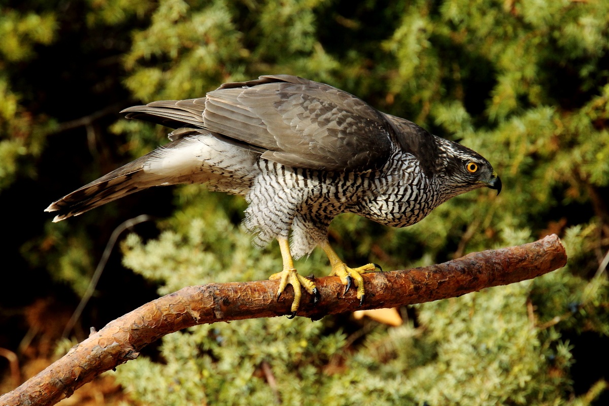 Un altro giorno in compagnia dell'astore.
