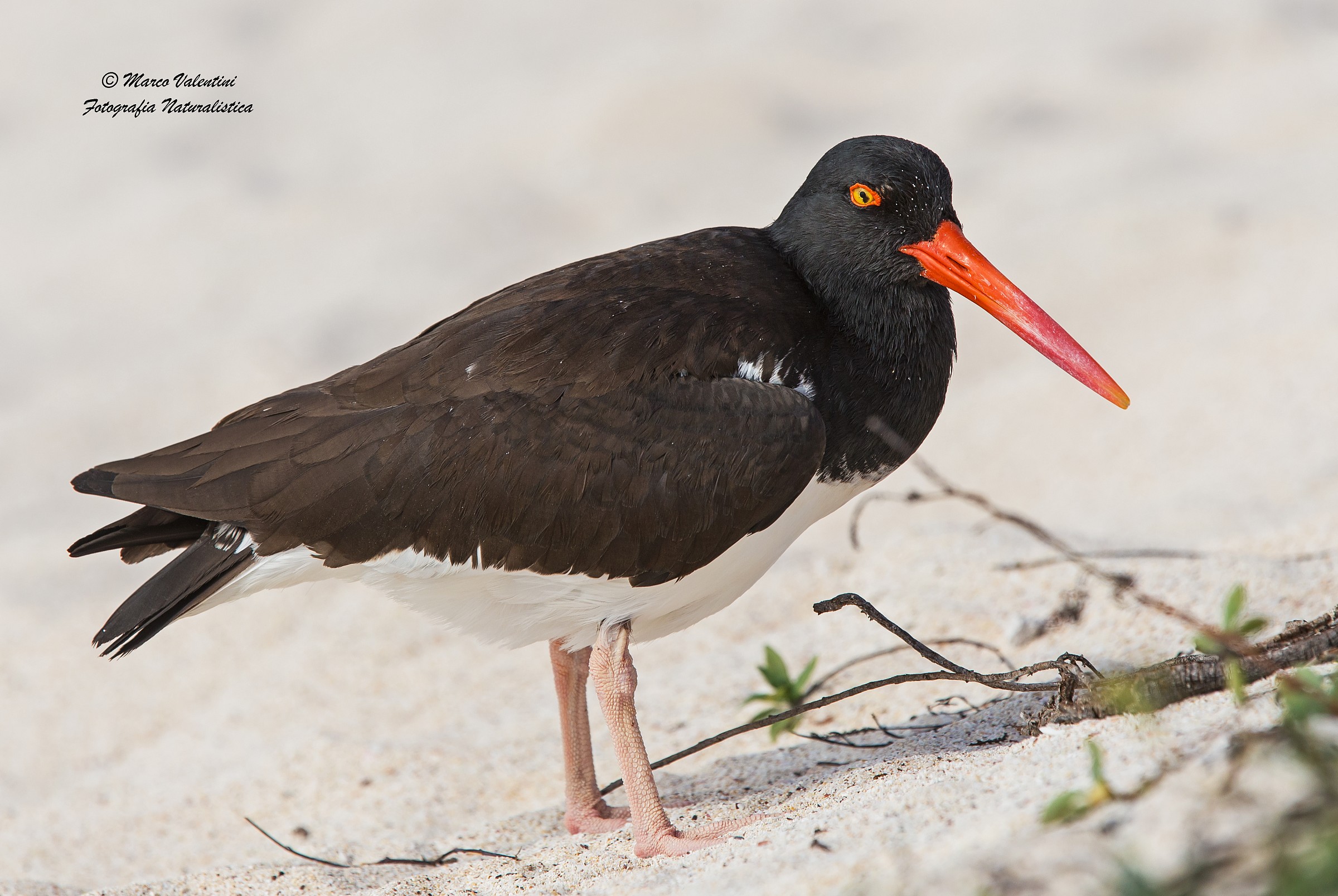 Beccaccia di mare americana