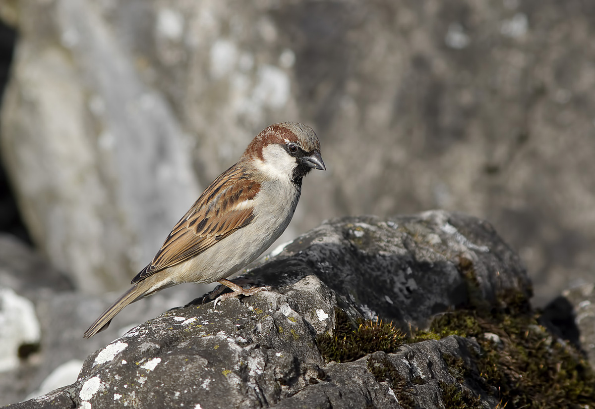Sparrow