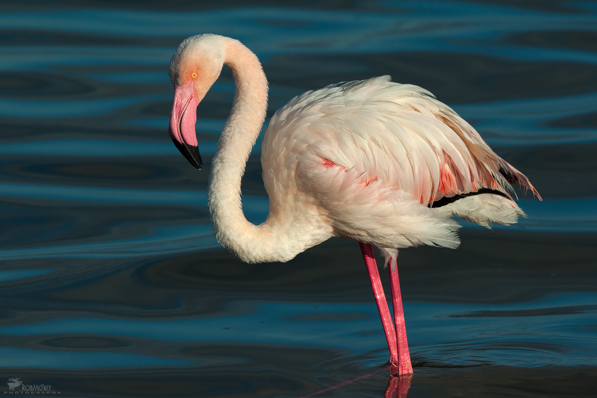 Pink flamingo