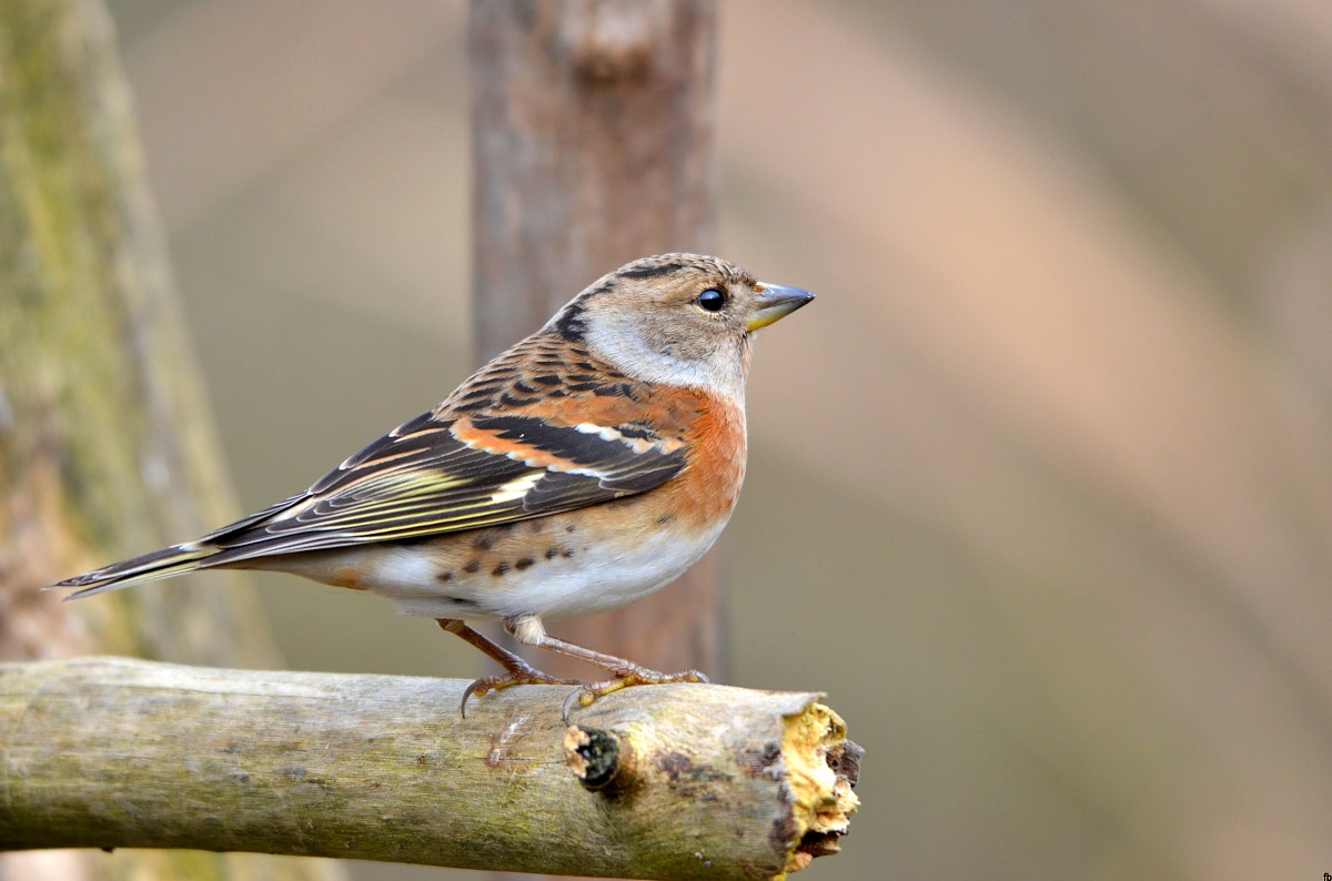 my first brambling