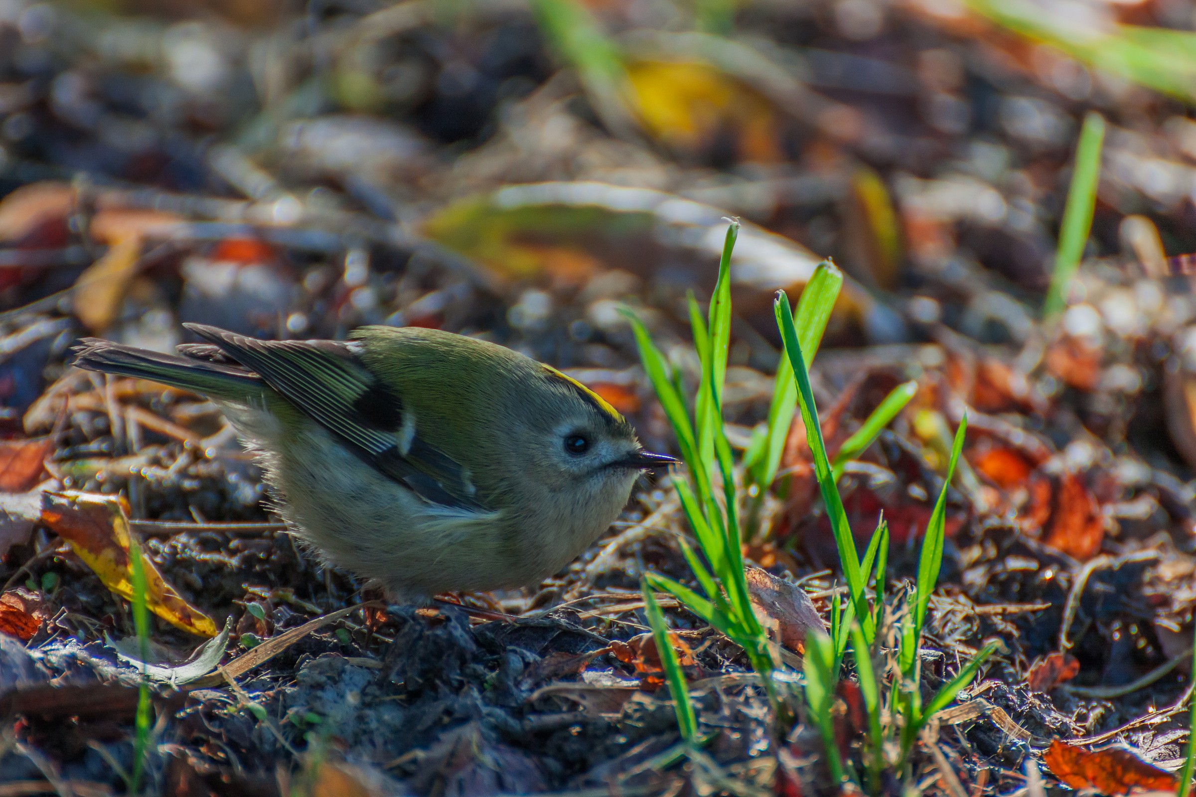 All'ombra del gigante.