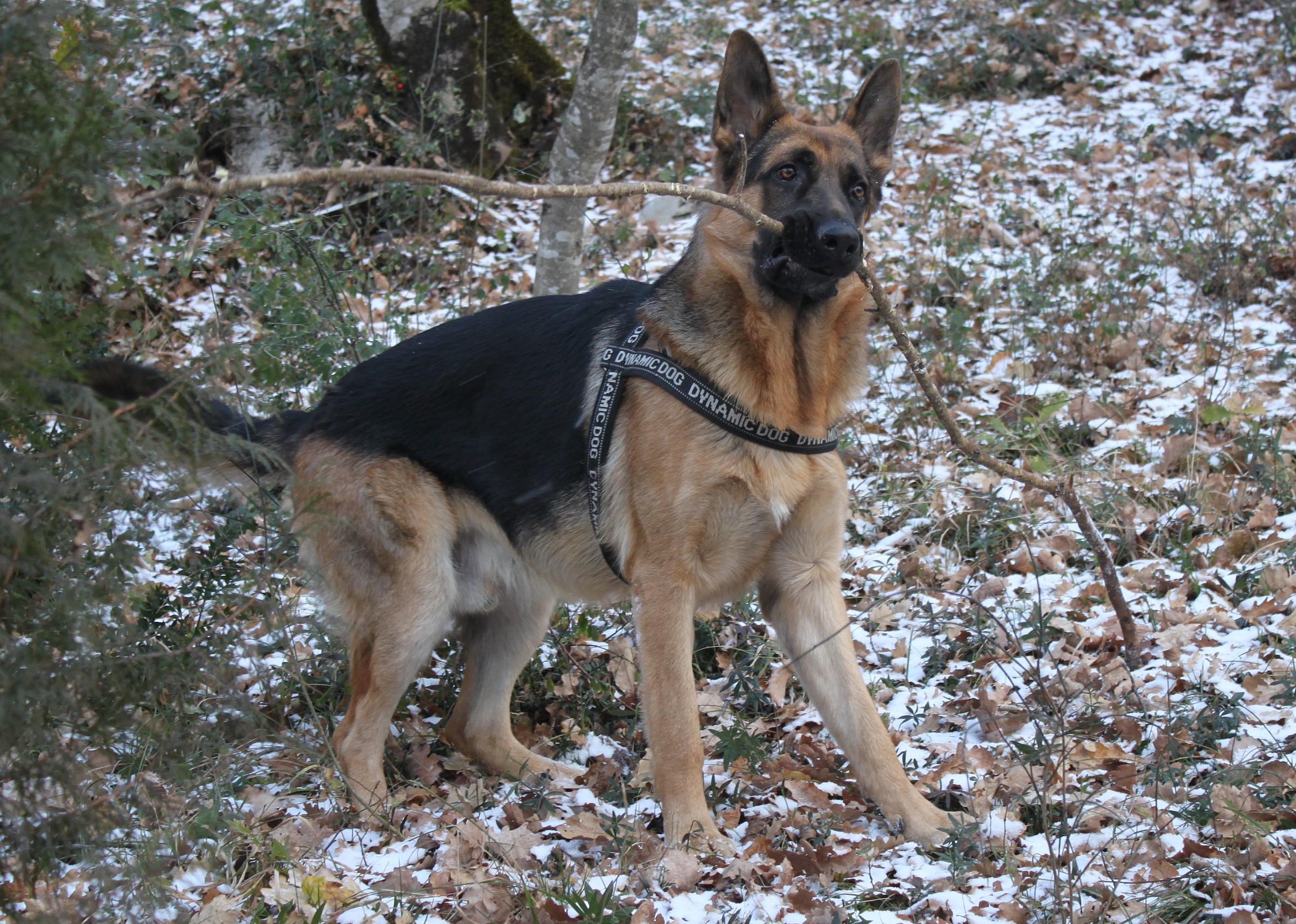 Pastore tedesco sulla neve