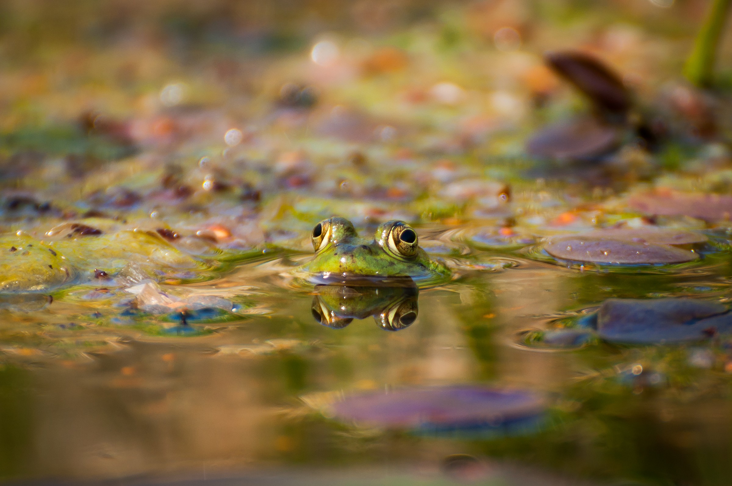 Eye to the view ....