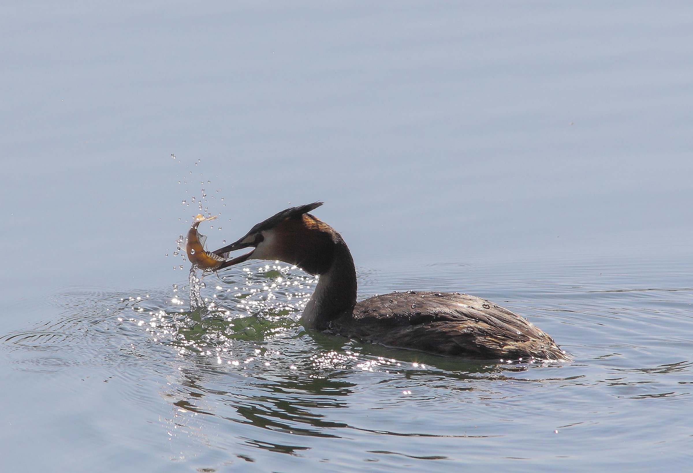 grebe with perch