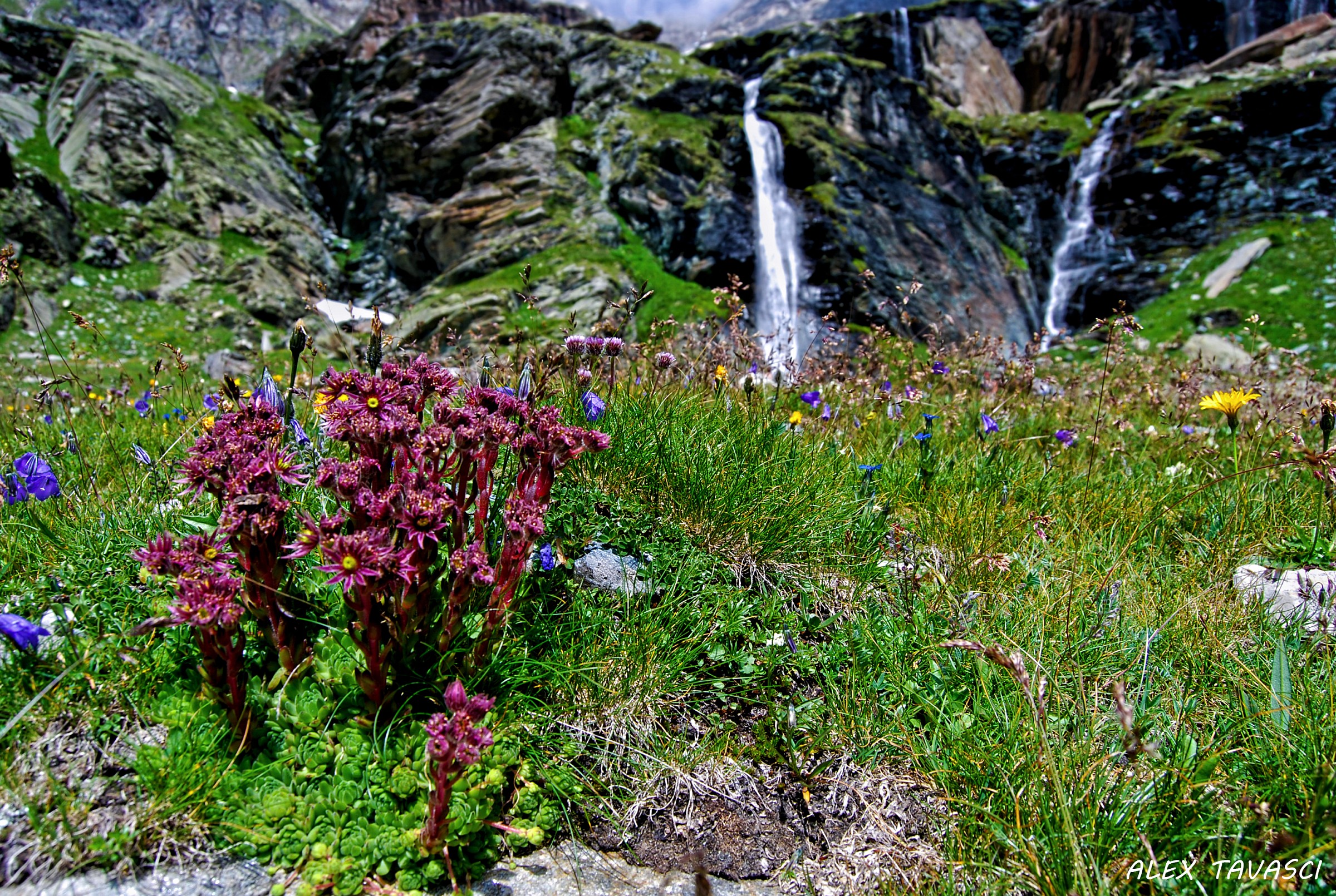 Colori in Val Malenco.