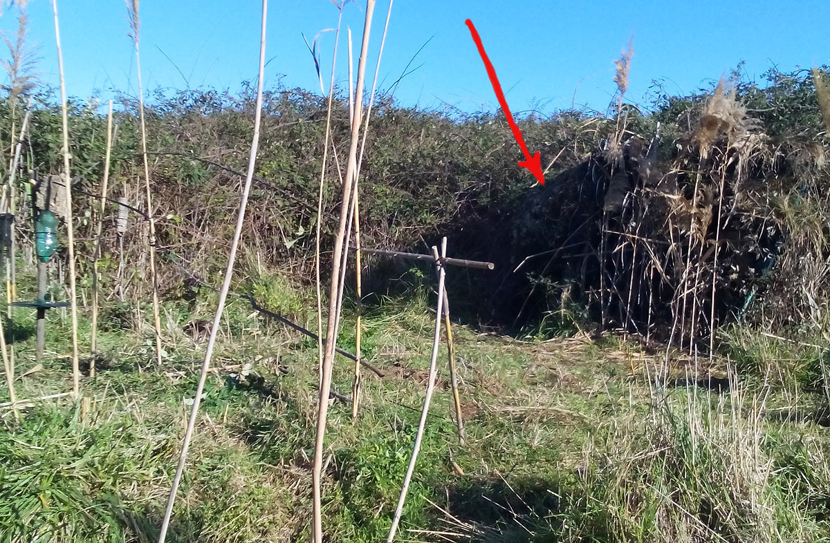 Capanno fisso per piccoli passeracei di palude