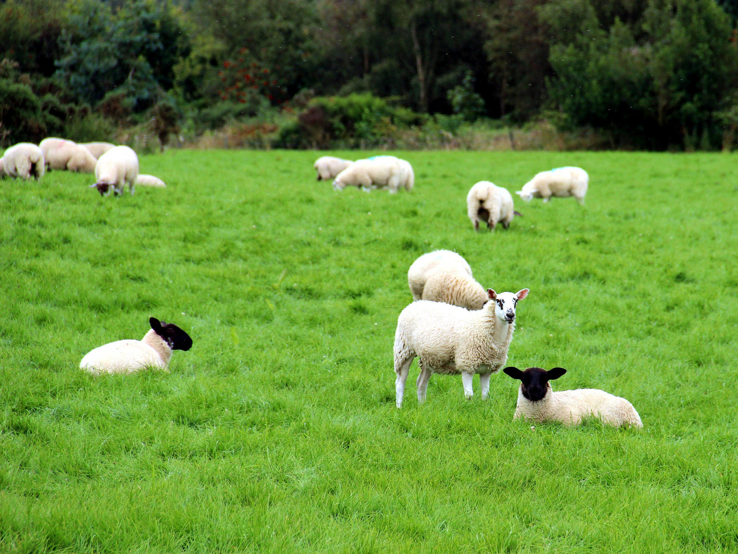 Scottish sheep