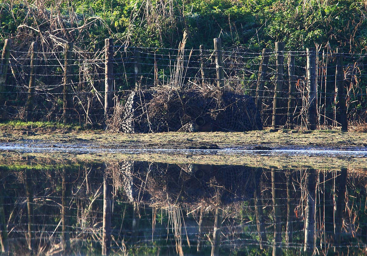 Postazione per anatre