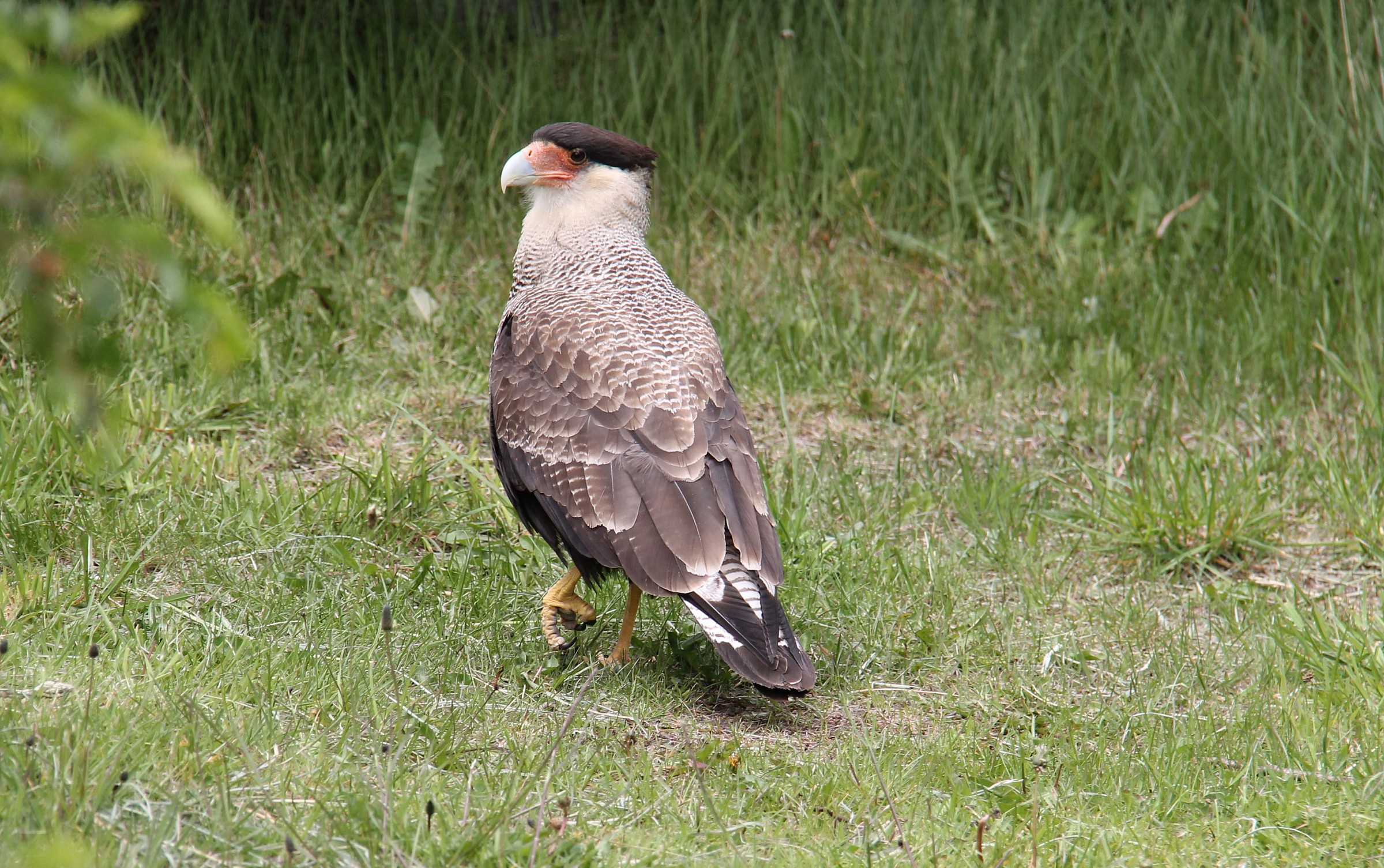 torri del Paine Caracara