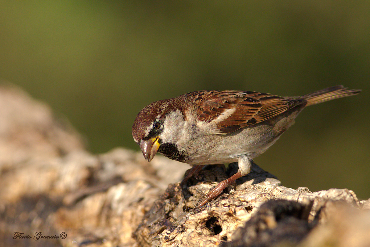 sparrow