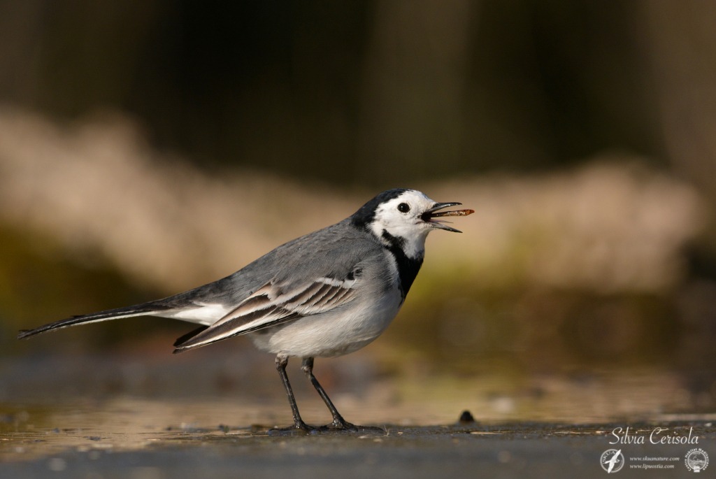 White Wagtail