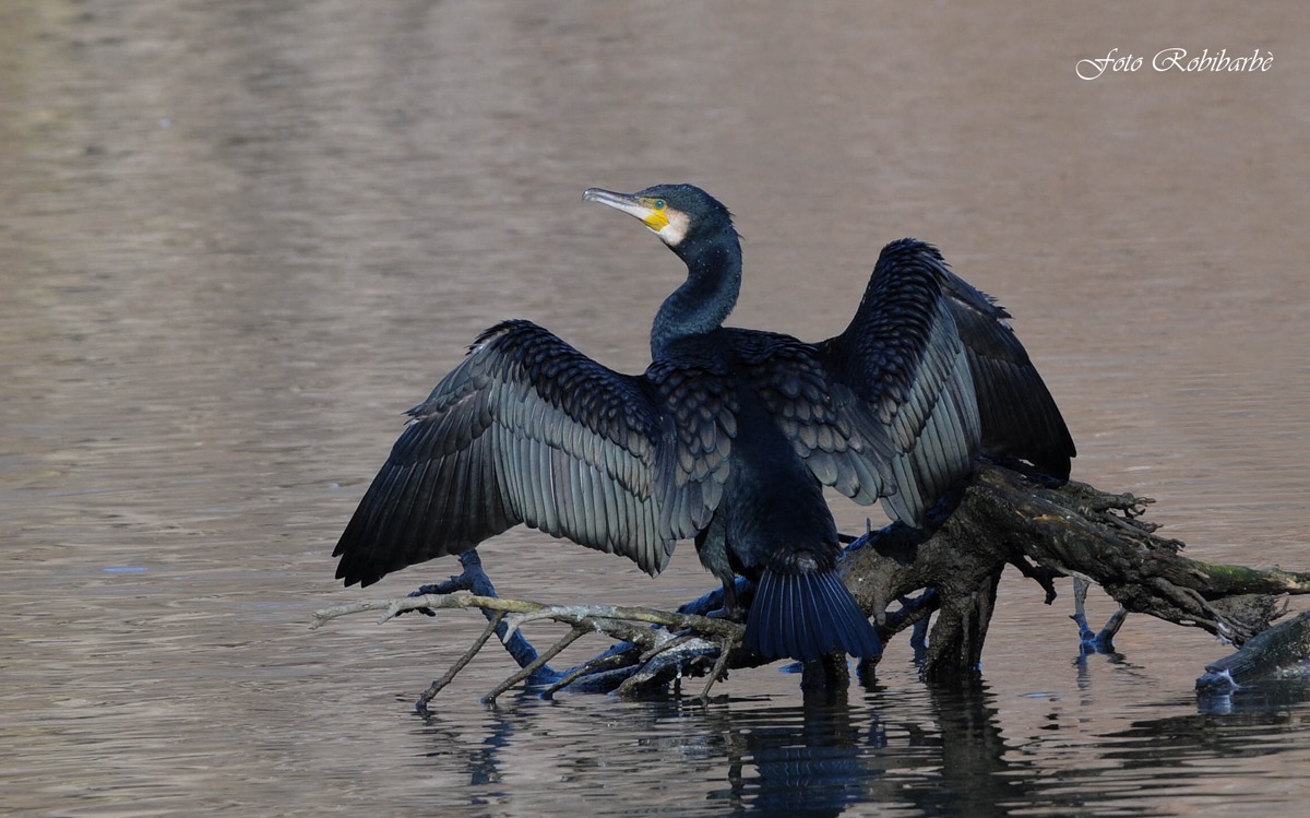 Cormorano....ali al vento...