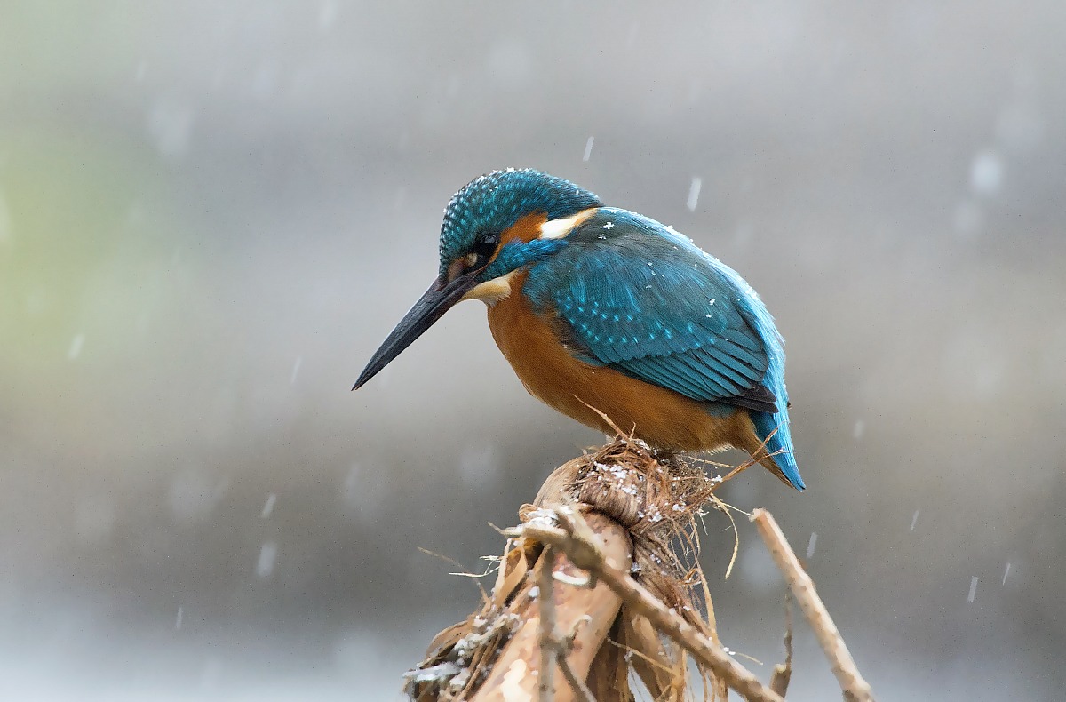 unusual moment, martino under the snow