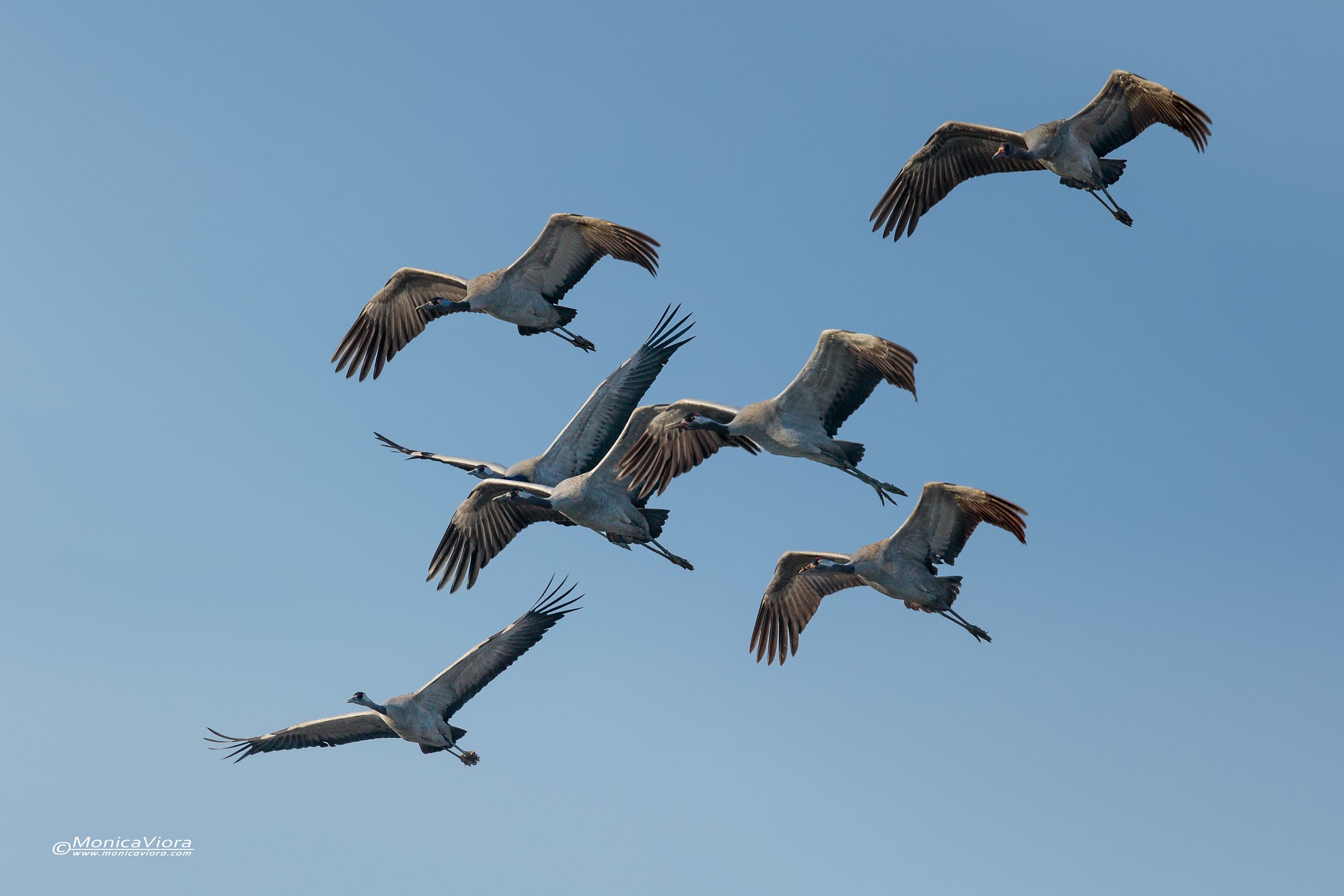 Nate per viaggiare - gru