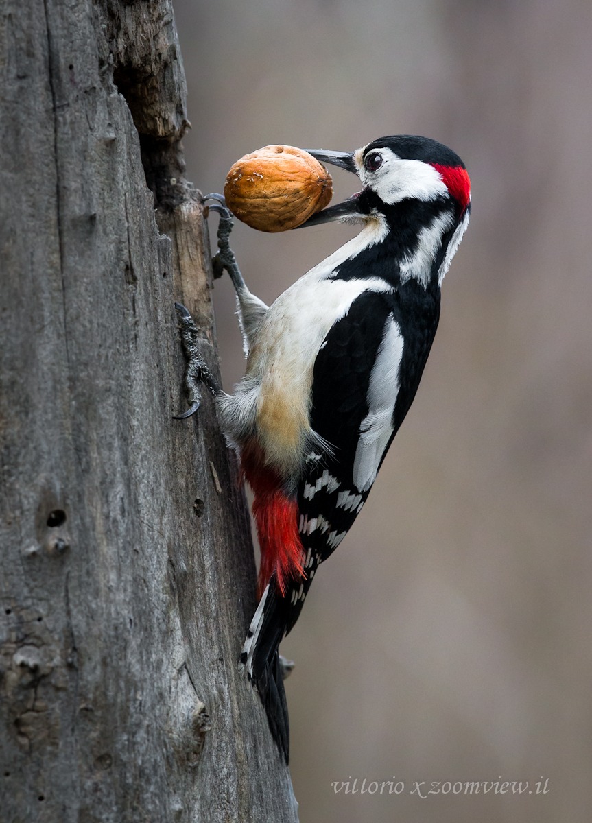Woodpecker and walnut