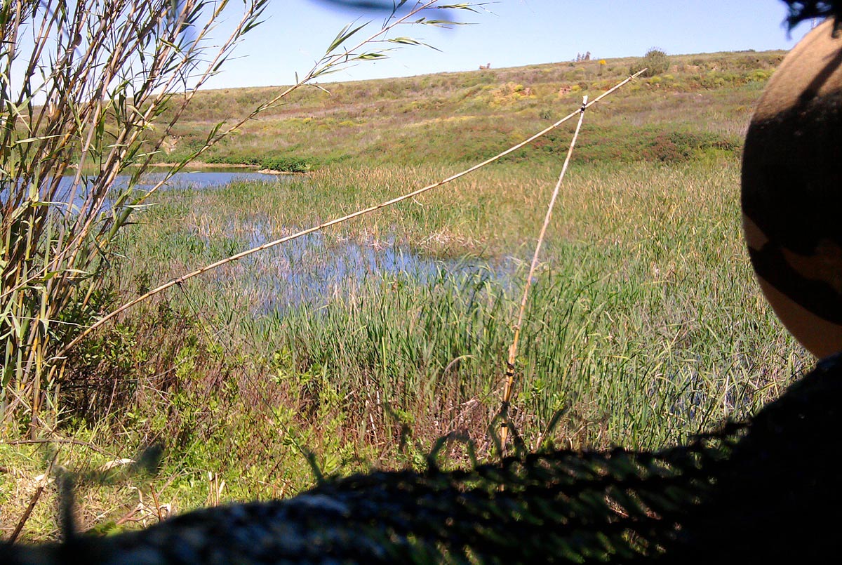 Postazione per gruccioni