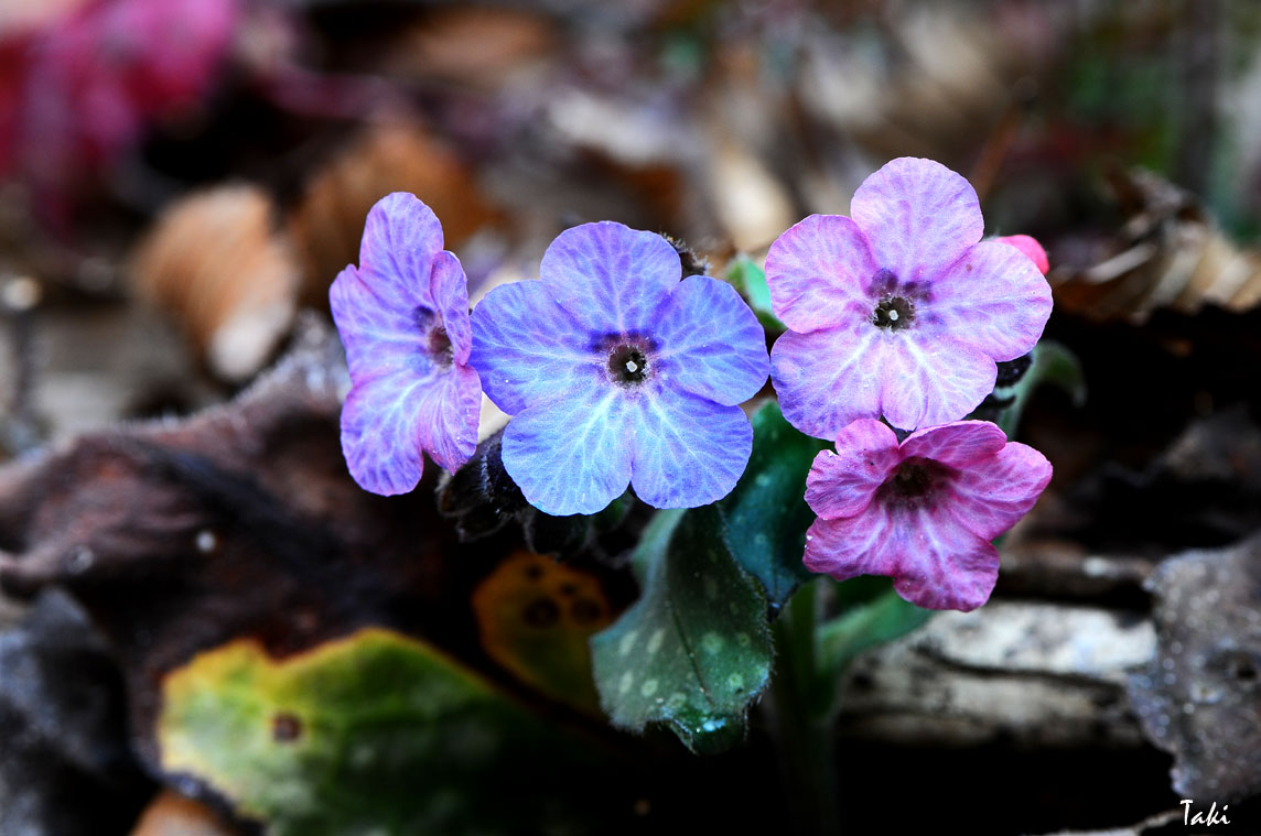 Pulmonaria officinalis