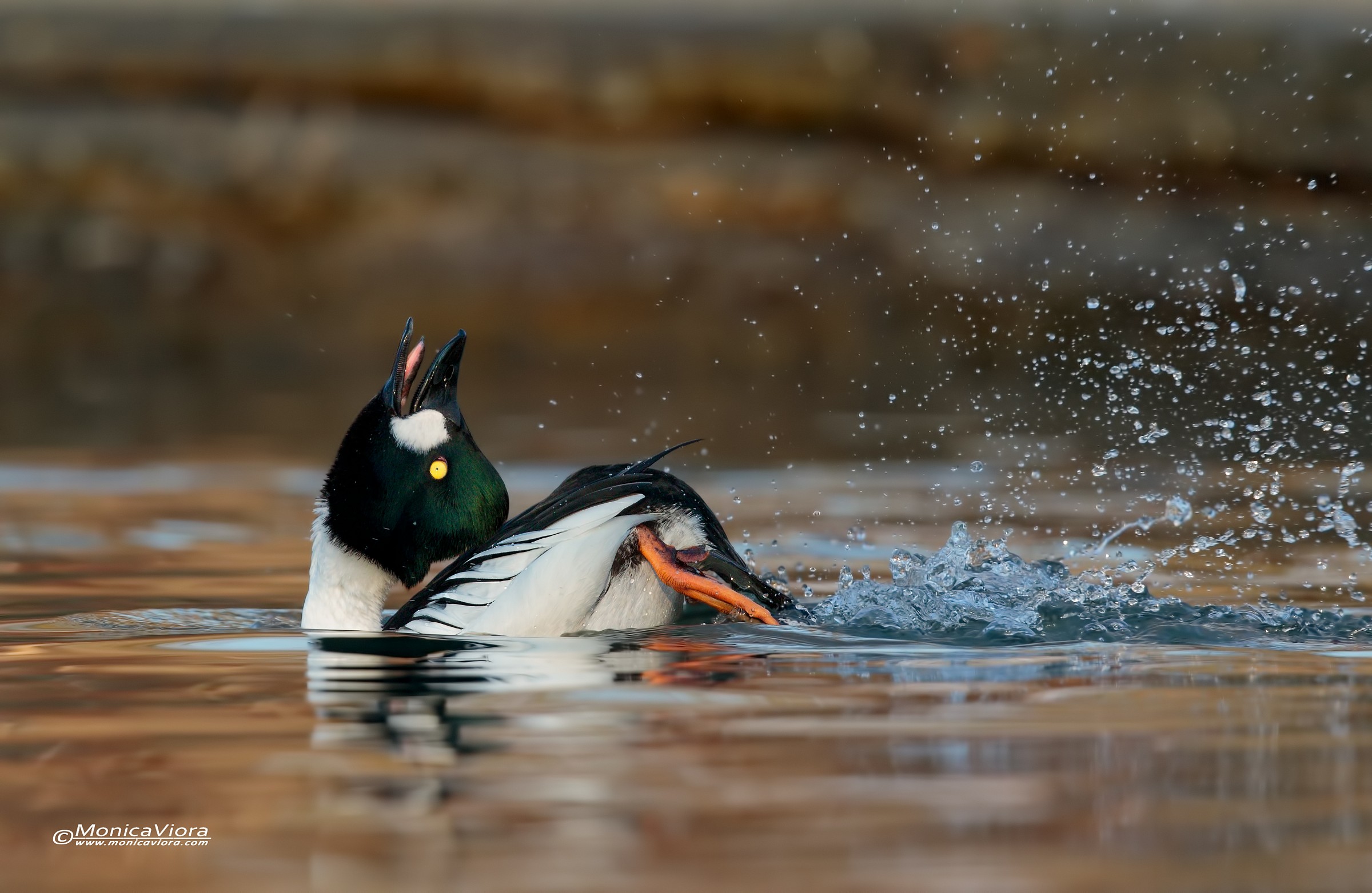 Quatrocchi - Ma che bel mondo!