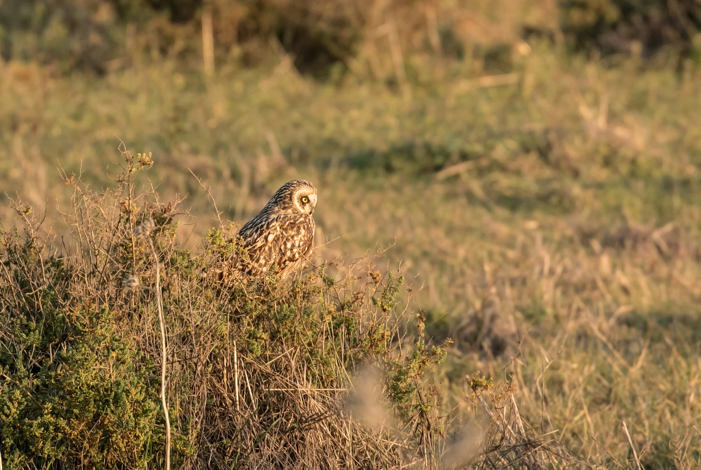Short-eared Owl