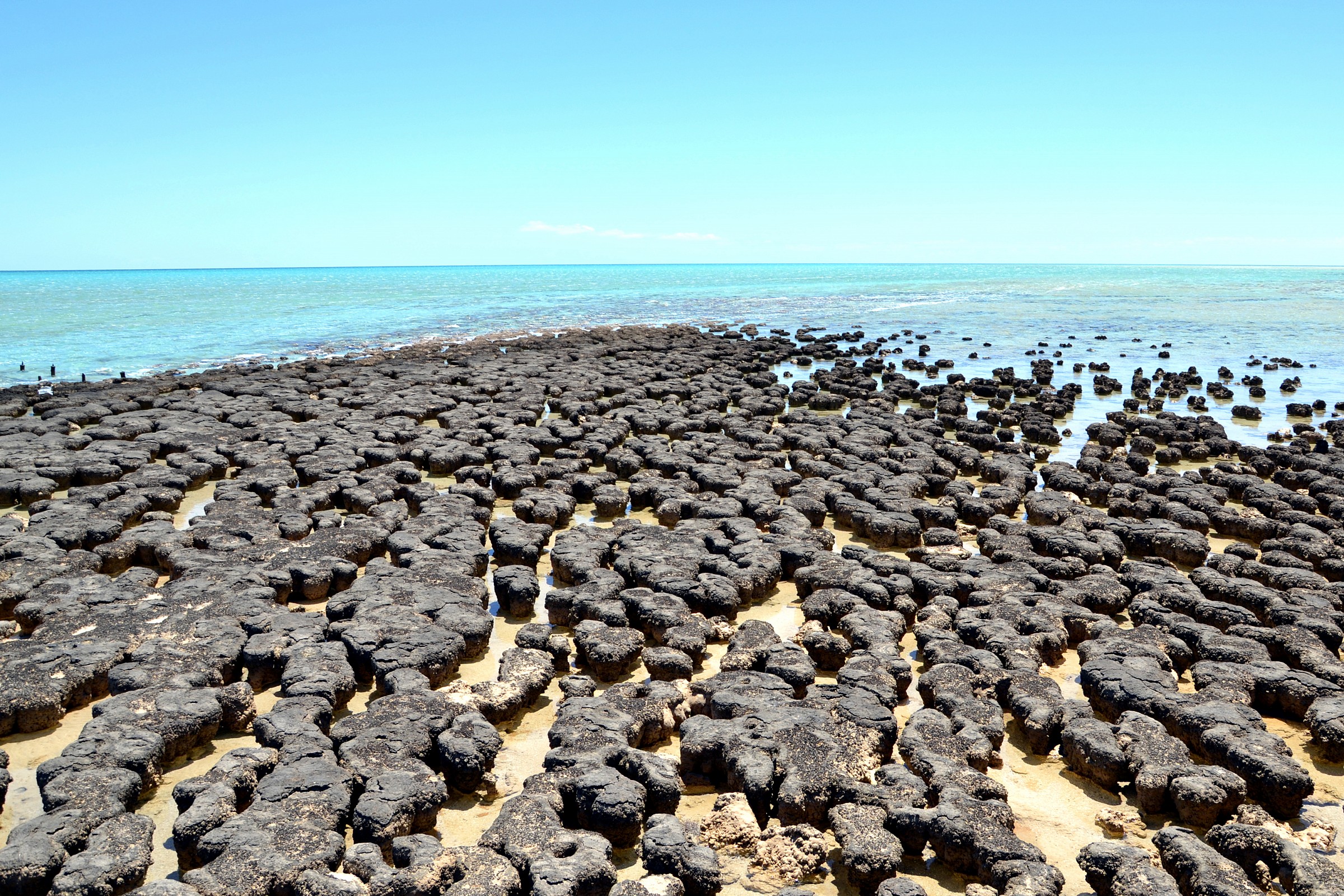 Hamelin Pools, Stromatoliti