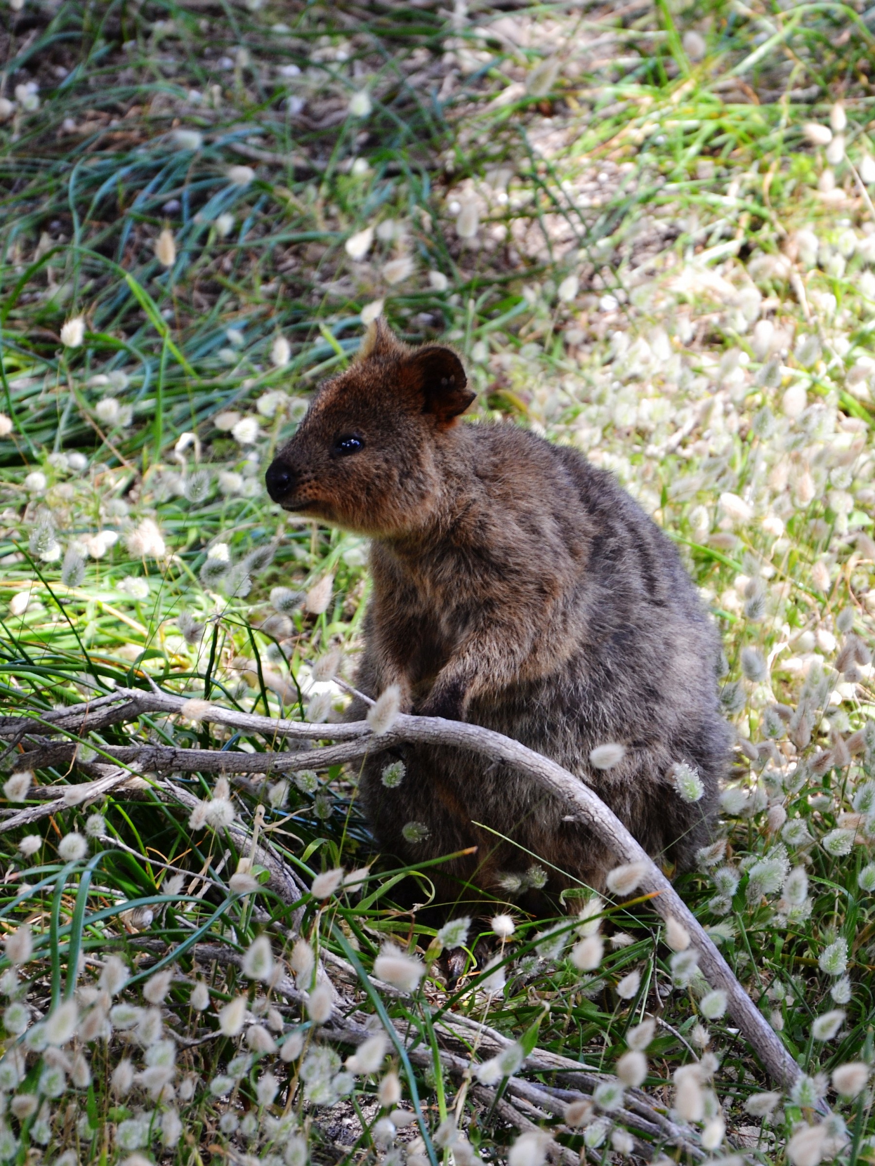 Rottnest Island, Il Quokka