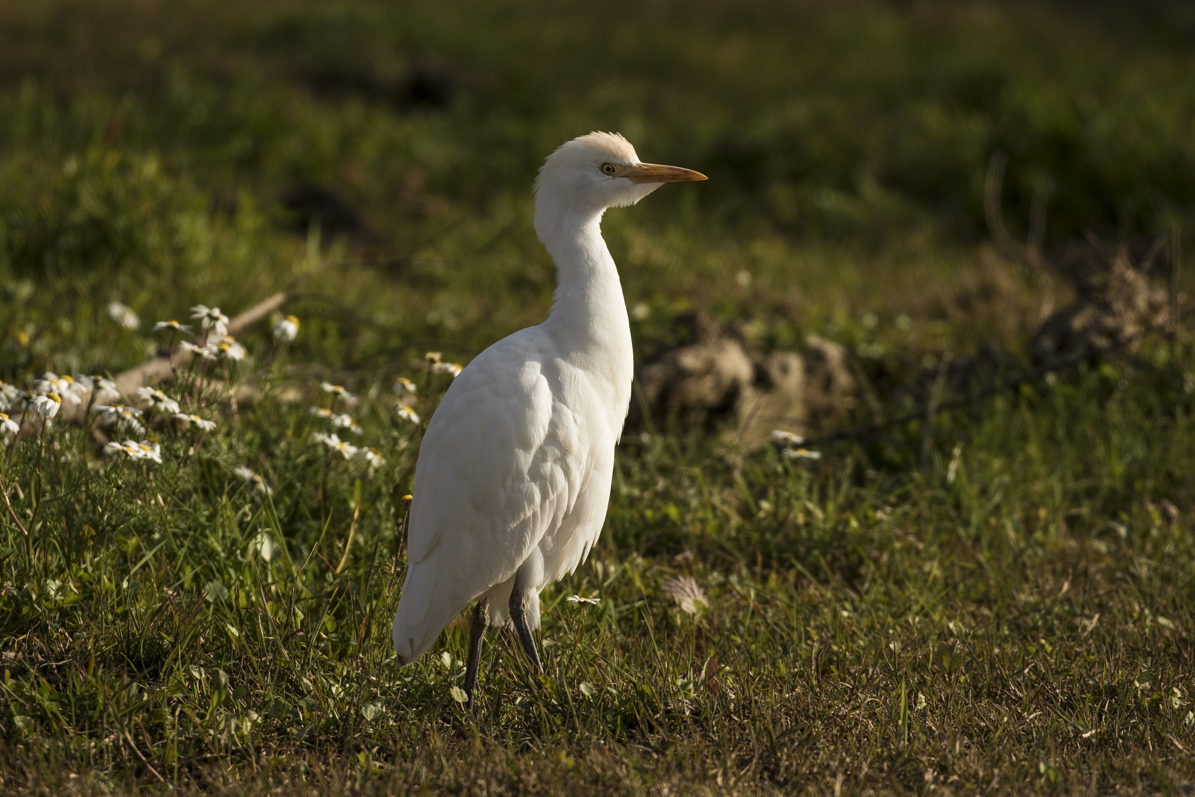 Cattle Egret