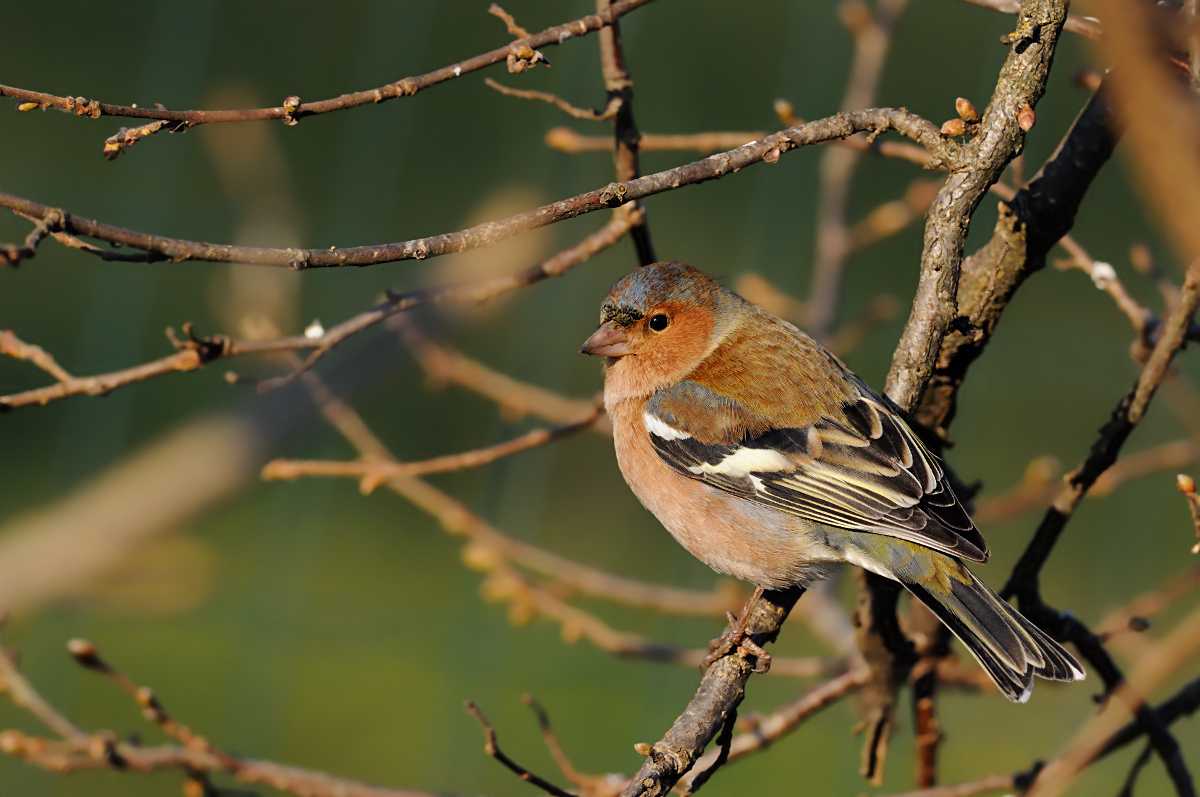 Chaffinch male
