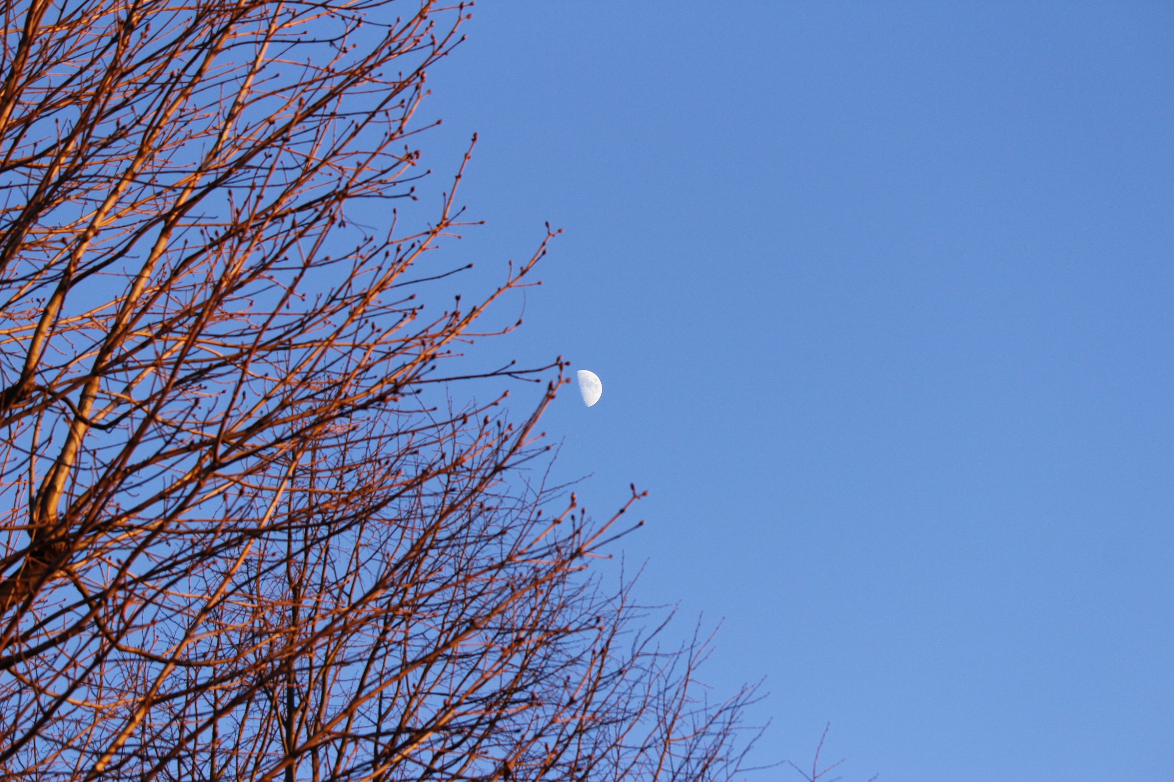 Rami e luna al  tramonto