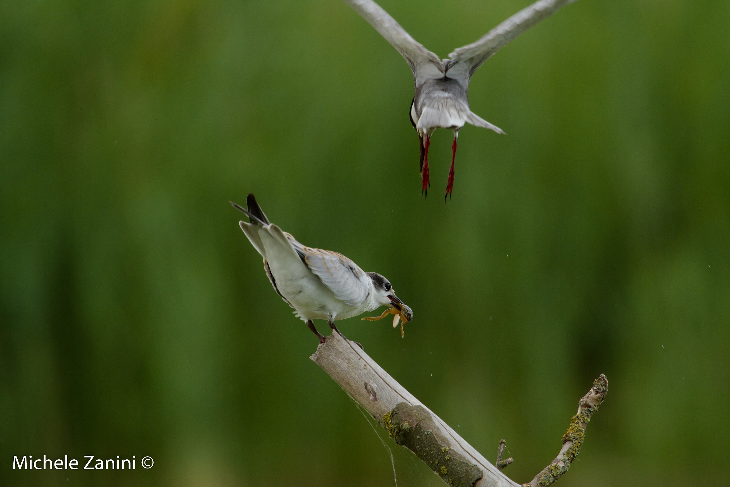 Tern (eating)