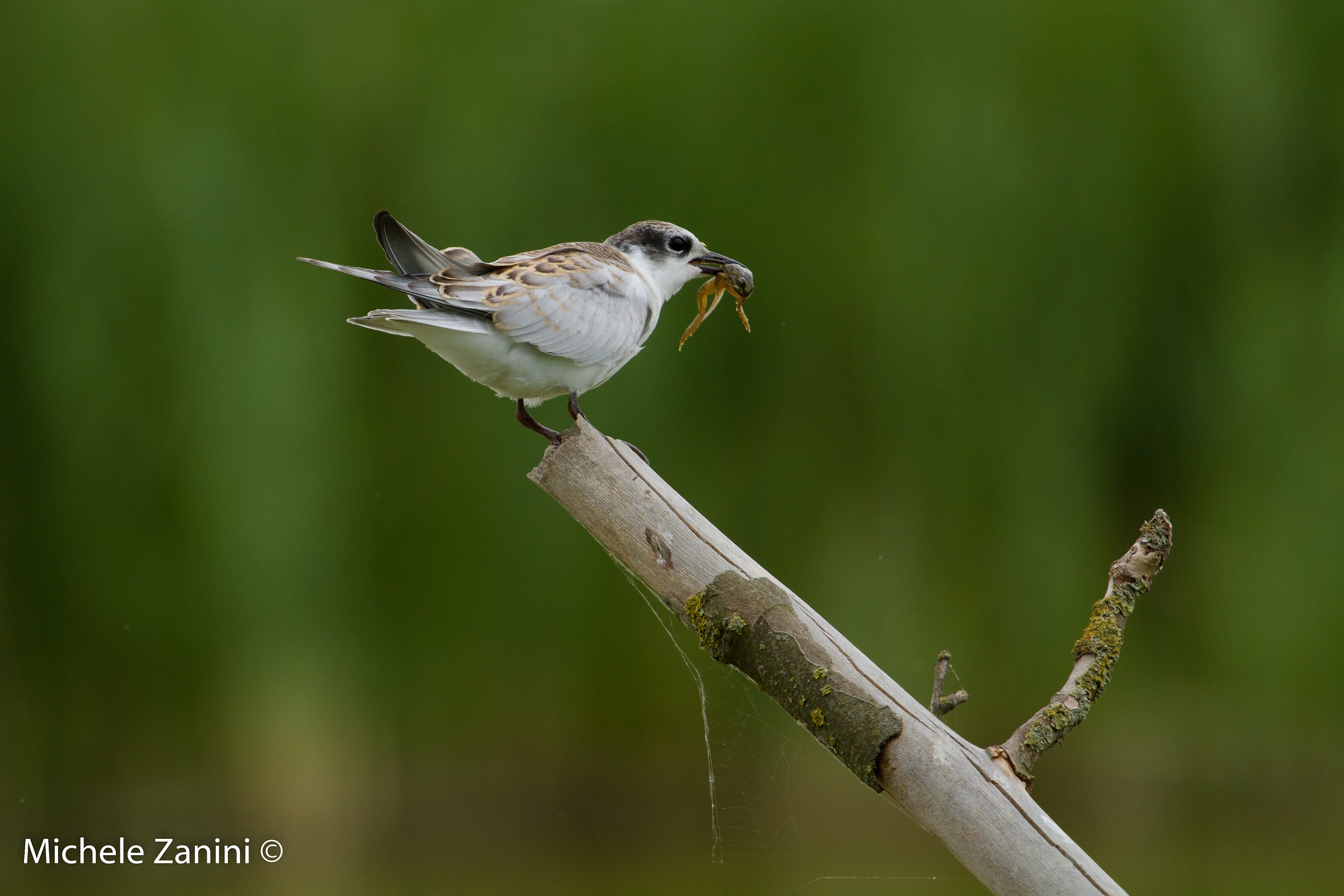 Tern and his meal